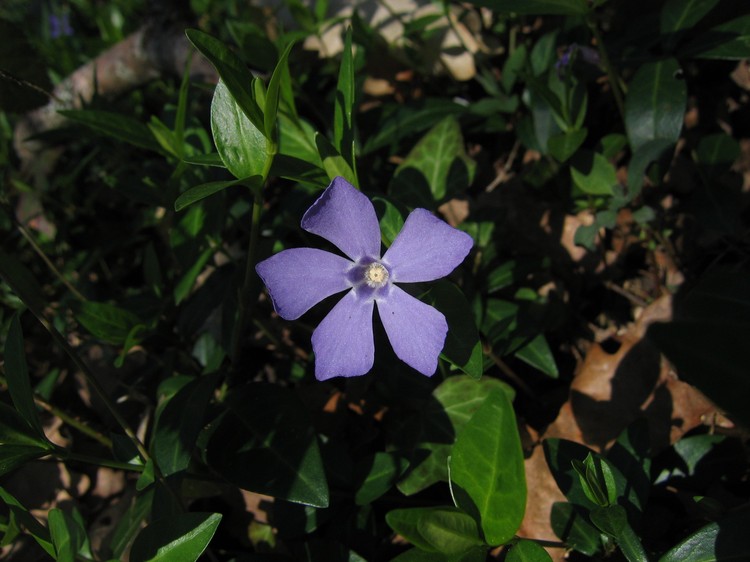 Vinca minor